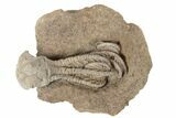 Fossil Crinoid (Jimbacrinus) - Gascoyne Junction, Australia #189495-1
